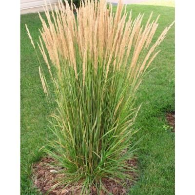 1 Gal. Avalanche Feather Reed Grass - Lovely Tall, Variegated Ornamental Grass Perfect for Borders and Accents Drought Tolerant Annuals, Ornamental Grass Landscape, Tall Ornamental Grasses, Feather Reed Grass, Fescue Grass, Ornamental Grass, Grasses Landscaping, Plants Outdoor, Front Landscaping