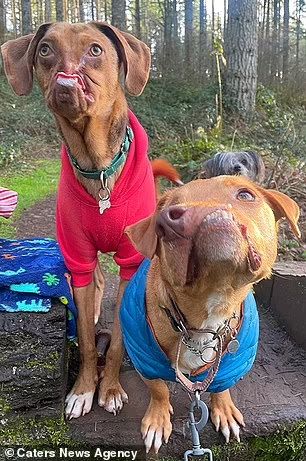 Two deformed dogs become best buds after same family adopted them five years apart  | Daily Mail Online Disfigured Faces, Facial Deformity, Deformed Animals, Cute Dogs Images, Very Cute Puppies, Cute Dog Photos, Cute Animals Puppies, Very Cute Dogs, Soul Mates