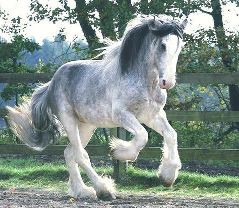 Clydesdale Stallion-“Arclid Landmark”. Heavy Horses Under Saddle Shire Horse, Rasy Koni, Clydesdale Horses, Big Horses, Most Beautiful Horses, Grey Horse, Majestic Horse, All The Pretty Horses, Clydesdale