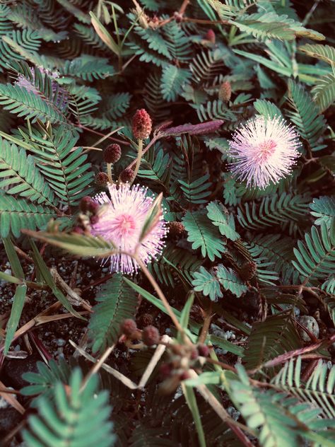 Mimosa Pudica, Mimosa, Architecture, Plants, Flowers, Photography, Quick Saves