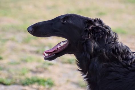 Beautiful black Borzoi Borzoi Reference, Borzoi Black, Black Borzoi, Borzoi Dog, Interesting Animals, Pretty Dogs, Pretty Animals, Amazing Animals, Cute Creatures