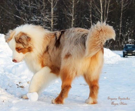 Dog Looking Up, Aussie Red Merle, Red Wolf Pup, Red Merle Australian Shepherd Puppy, Red Merle Aussie, Red Australian Shepherd, Australian Shepherd Colors, Blonde Dog, Australian Shepherd Red Tri