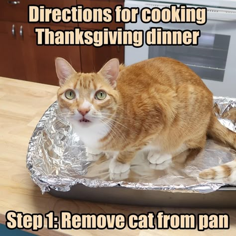 Cat Thanksgiving, Happy Thanksgiving Funny, Thanksgiving Cat, Grumpy Cat Christmas, Cooking Thanksgiving Dinner, Happy Thanksgiving Pictures, Happy Thanksgiving Images, Cute Cat Memes, Thanksgiving Pictures