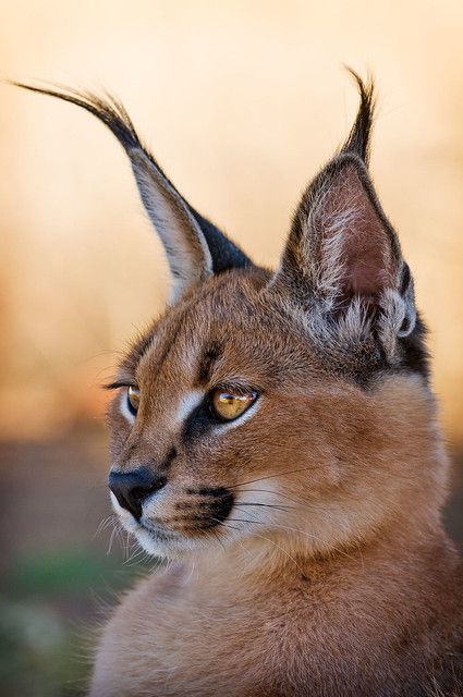 Baby Caracal, Caracal Cat, Small Wild Cats, Wild Animals Photography, Exotic Cats, Pretty Animals, Wildlife Sanctuary, African Animals, Warrior Cats