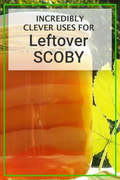 1 Incredibly Clever Uses for Leftover SCOBY (and a few bonus tips on how NOT to use SCOBY) Kombucha Scoby Recipes, Repurpose Leftovers, Vegan Jerky, Kombucha Scoby, How To Brew Kombucha, Kombucha Recipe, Homemade Kombucha, Healthy Homemade Snacks, Fermentation Recipes