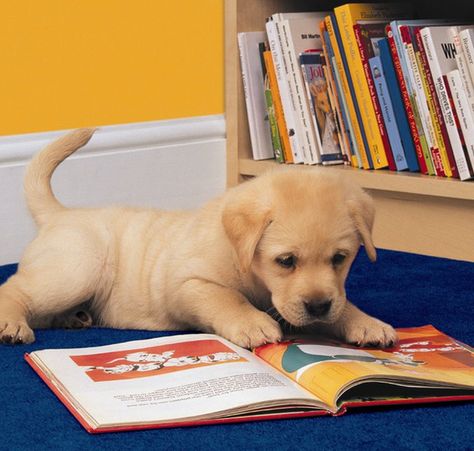 The Dog Who Actually Did Extra Reading For French Class | 25 Animals Who Are Excited About Going Back To School Cute Labrador Puppies, Labrador Puppy, Reading A Book, Puppy Pictures, A Puppy, I Love Dogs, Dog Love, Puppy Love, Animals And Pets