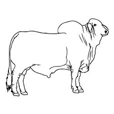 Bull Coloring Pages - Brahman Bull Coloring Page Bull Coloring Page, Bull Art Drawing, Toddler Coloring Pages, Brahman Bull, Badass Drawings, Cow Logo, Bucking Bulls, Custom Leather Work, Cow Drawing