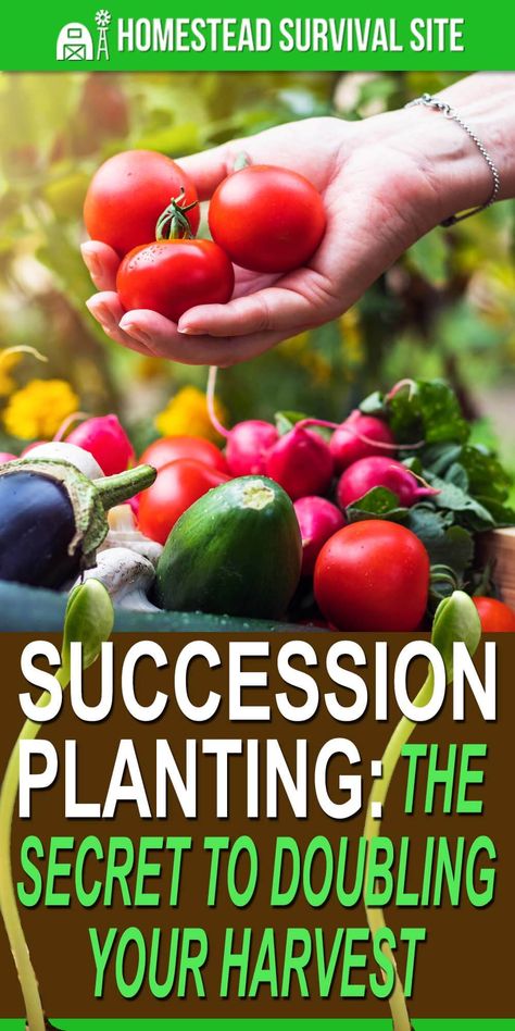 Instead of using the traditional method of planting an entire garden bed of crops at one time and waiting for the harvest, succession planting leads to crops at varying levels of growth. #homesteadsurvivalsite #gardeningtips #gardeninghacks #gardeningideas #homesteading Slugs In Garden, Herbs Growing, Growing Seedlings, Organic Insecticide, Garden Organization, Organic Pesticide, Succession Planting, Garden Insects, French Country Garden