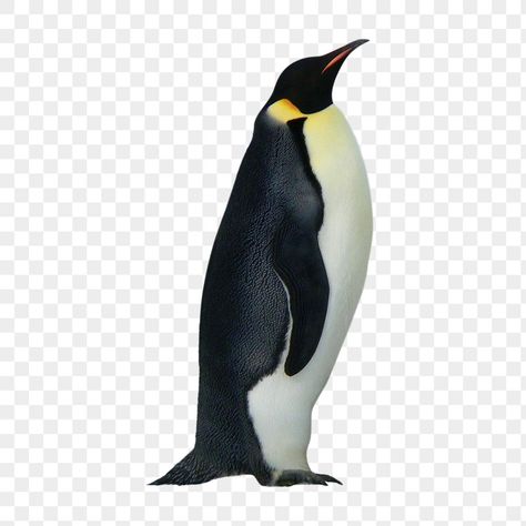 Penguin Png, King Penguin, Vintage Penguin, Sticker Ideas, Backgrounds Free, Garage Storage, Free Png, Free Image, Free Images