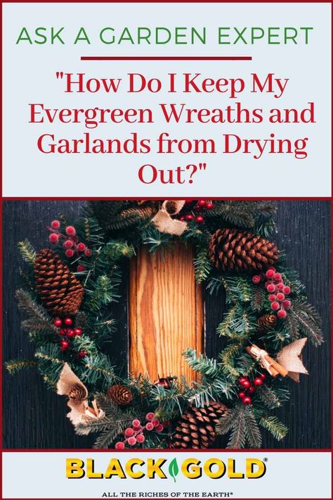 “Every year at the holidays, I hang a live wreath and real pine garland on a fence outside near my patio. I’m wondering if you know of a way to preserve both the wreath and garland so that they last beyond the holiday season without getting brown? #wreath #holidays #Christmas #preserve #garlands #evergreen Live Christmas Wreaths, Real Christmas Wreaths, Live Wreath, Brown Wreath, Evergreen Wreaths, Evergreen Garland, Living Wreath, Natural Wreath, Evergreen Wreath