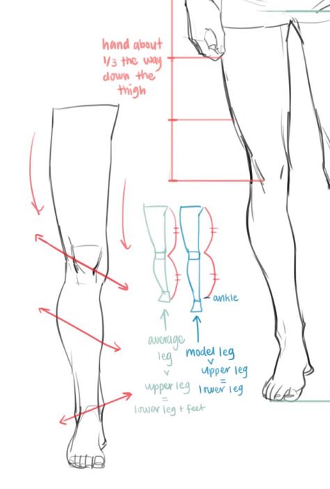 騎士 ✧ Busy 🐝 on Twitter: "Don't remember if I posted this on here, but a person asked me about average proportions! Pretty much all I personally know:… https://t.co/PVgrs2sc1x" Leg Anatomy, Drawing Legs, Anatomy Tutorial, Human Anatomy Drawing, Human Anatomy Art, Human Drawing, Anatomy Sketches, Body Reference Drawing, Body Anatomy