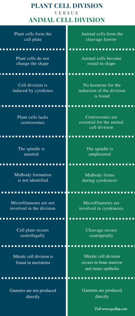 Difference Between Plant and Animal Cell Division Check more at https://in4arts.com/difference-between-plant-and-animal-cell-division.html Cell Reproduction, Adrenal Medulla, Adrenal Cortex, Plant And Animal Cells, Cell Forms, Body Firming, Study Related, Cell Division, Animal Cell