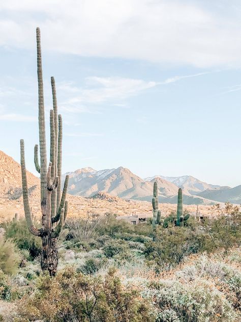 The Best Scottsdale Hiking Trails to Reconnect With Nature | 2023 Hikes In Scottsdale Az, Arizona Adventure, Arizona Vacation, Reconnect With Nature, Camelback Mountain, Cave Creek, Hiking Essentials, Hiking Spots, Air Balloon Rides