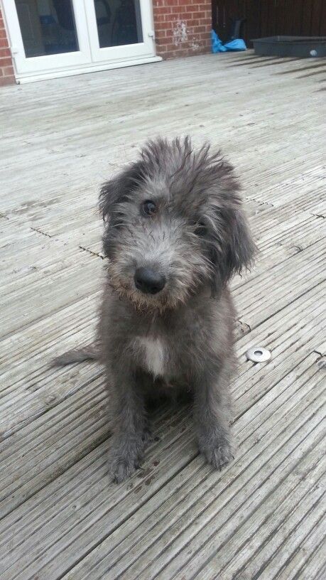 Irish Greyhound, Wolfhound Puppies, Irish Wolfhound Puppies, Irish Wolfhound Dogs, Wolfhound Dog, Scruffy Dogs, Tattoo Animal, Irish Wolfhounds, Fox Terriers