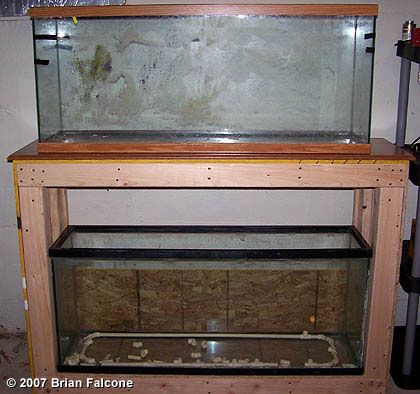 Double 55 Gallon Stand Double Aquarium Stand, Rak Aquarium, 55 Gallon Aquarium Stand, Diy Aquarium Stand, 75 Gallon Aquarium, 55 Gallon Tank, Terrarium Stand, African Cichlid Aquarium, Button Quail