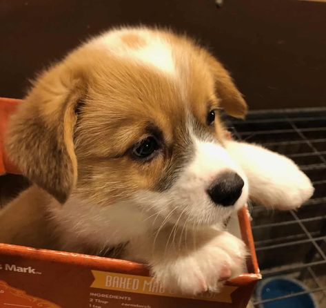 Corgi, Welsh Pembrook Mixed Breed Puppies, Herding Dogs, Pembroke Welsh Corgi, Standard Poodle, Shepherd Puppies, German Shepherd Puppies, Welsh Corgi, Mixed Breed, Dogs Puppies