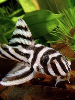 Zebra Pleco Aquarium Catfish, Pleco Fish, Tropical Fish Aquarium, Aquarium Terrarium, Live Aquarium Plants, Freshwater Aquarium Fish, Cool Fish, Water Animals, Live Fish