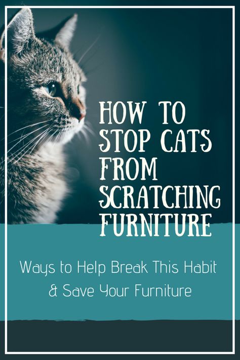 Stop Cat Scratching Furniture, Cat Health Problems, Cat Scratching Furniture, Cat Repellant, Furniture Scratches, Cat Care Tips, Kitten Care, Outdoor Cats, Cat Training