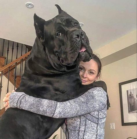 King Corso Dog, Pitbull Dog Breed, Mastiff Breeds, Cane Corso Puppies, Big Dog Breeds, Cane Corso Dog, Dog Mommy, Corso Dog, Scary Dogs