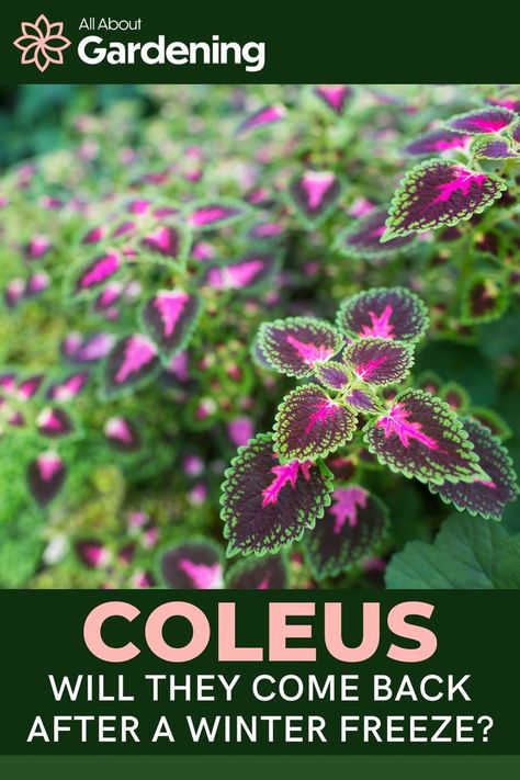 Coleus Containers, Coleus Plants, Outside Lands, Household Plants, Overwintering, Garden Bulbs, Creative Gardening, Mother Plant, Shade Plants