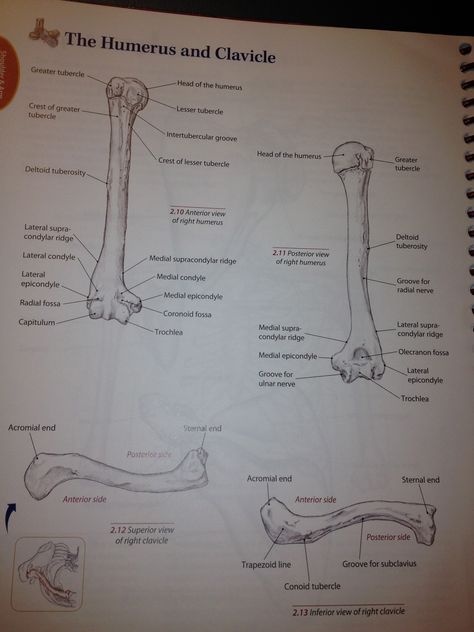 Boney Landmarks of the Humerus and Clavicle Clavicle Anatomy Notes, Clavicle Anatomy, Diagnostic Radiography, Bony Landmarks, Pharmacy School Study, Skeletal Anatomy, Shoulder Anatomy, Anatomy Notes, Human Skeleton Anatomy