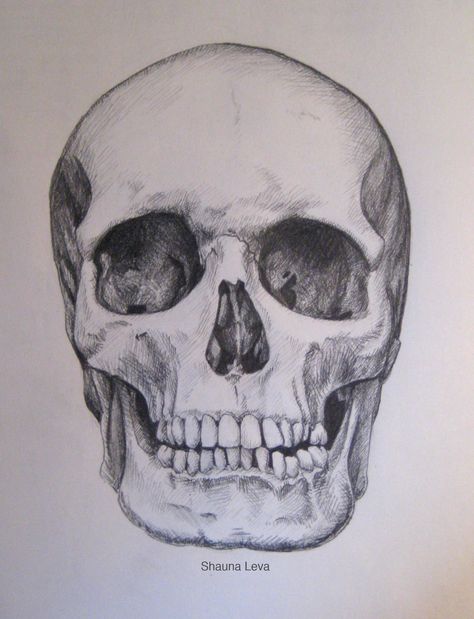 Skull Studies | The Shaunart Blog Tattoo Crane, Skull Realistic, Skull Sketch, Skulls Drawing, Skull Drawing, Human Skull, Anatomy Drawing, A Skull, Skull Tattoos