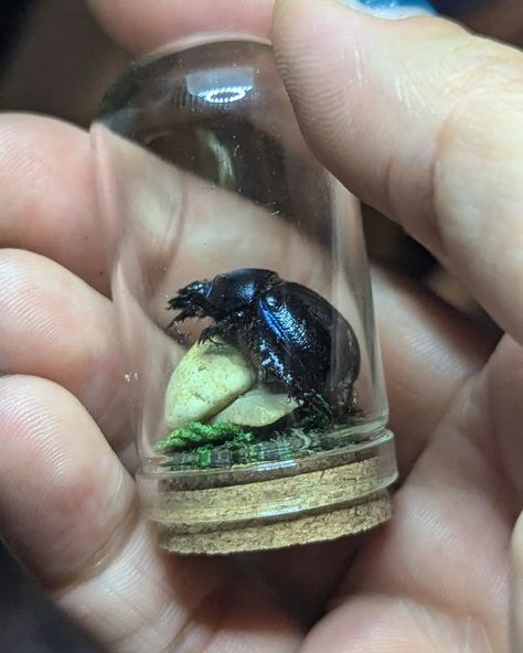 Beetlejuice, Beetlejuice, Beetlejuice! Little mini beetle bell jar 🪲 I think mini taxidermy is one of my favourite things to make 😍 . . . Available now, shop link in bio 🦴🪨 #oncealivedesigns #smallbusiness #supportsmallbusiness #etsy #etsyshop #taxidermy #bug #bugs #insect #insects #british #creepy #darkacademia #dark #aesthetic #museum #decor #pretty #beautiful #nature #summer #beetle #belljar #love #interiordesign #reels #oddities #mini #miniature Museum Decor, Beetle Taxidermy, Bug Collection, Beetlejuice Beetlejuice, Nature Summer, My Favourite Things, The Bell Jar, Things To Make, Beetlejuice