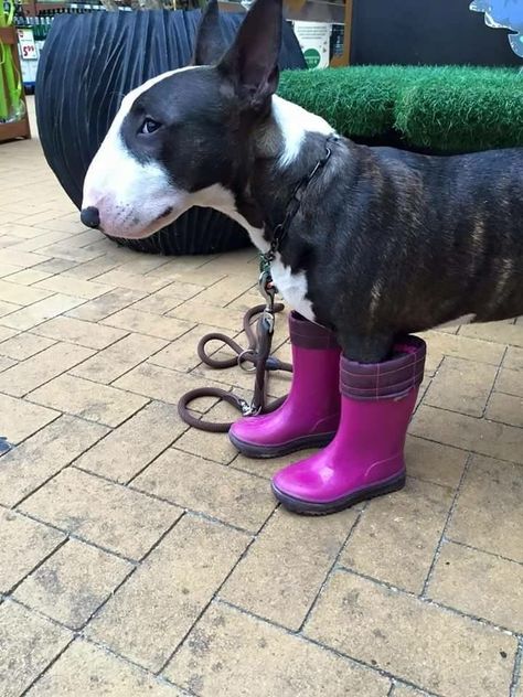 Gum Boots, Bull Terrier Funny, Mini Bull Terriers, Miniature Bull Terrier, Bull Terrier Puppy, Labrador Retriever Puppies, English Bull Terriers, Bull Terriers, Bull Terrier Dog