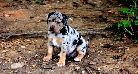 Catahoula Leopard Dog Puppy, Catahoula Puppies, Most Beautiful Dogs, Spotted Dog, Catahoula Leopard, Catahoula Leopard Dog, Leopard Dog, Dog Whistle, Popular Dog Breeds