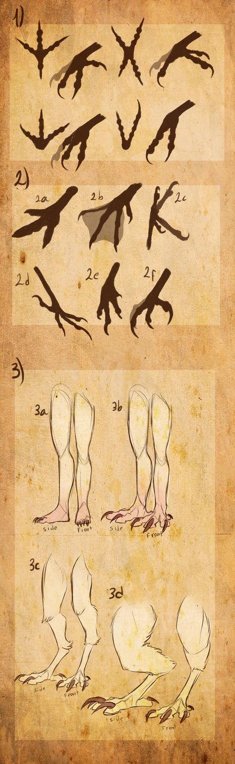 Avian/Harpy references II by Riurekai on DeviantArt Fantasy Creatures Art, Concept Art Drawing, Anatomy Drawing, Figure Drawing Reference, Creature Concept Art, Anatomy Art, Art Tutorials Drawing, Drawing Base, Drawing Reference Poses