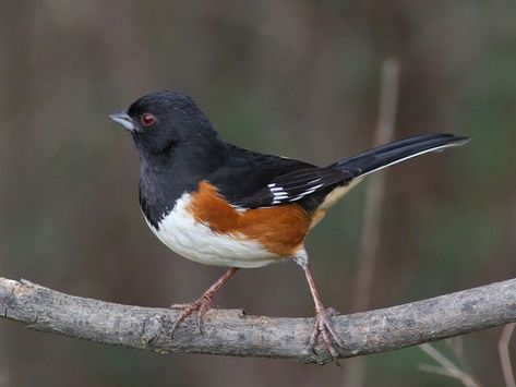 Eastern Towhee Eastern Towhee, Eastern Rosella, Eastern Yellow Robin, South African Sparrow, Birding Journal, Eurasian Sparrowhawk, Audubon Birds, What Is A Bird, Birds Of America