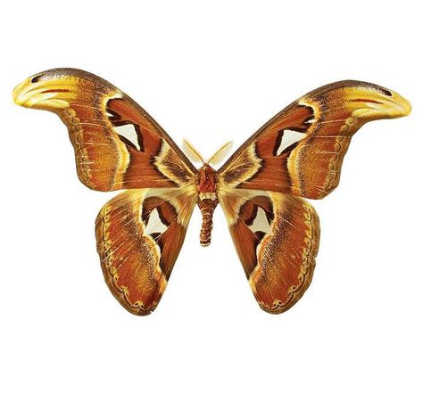 Attacus Atlas, Relaxing Things To Do, Earring Inspo, Arachnids, Beautiful Butterflies, Artist At Work, Moth, Insects, Butterflies