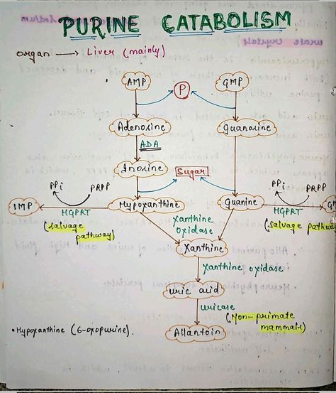 #mbbs #handwritten #notes #neet #medicalstudent #biochemistry #neetexam #physiology #medicine #anatomy #mbbs  #surgery #doctor #medical #medicine #medico #doctors #mbbsstudent #mbbslife #medstudent Mbbs Notes, Medicine Anatomy, Med School Study, Surgery Doctor, Neet Exam, Medical School Essentials, School Study, Class Notes, Med Student