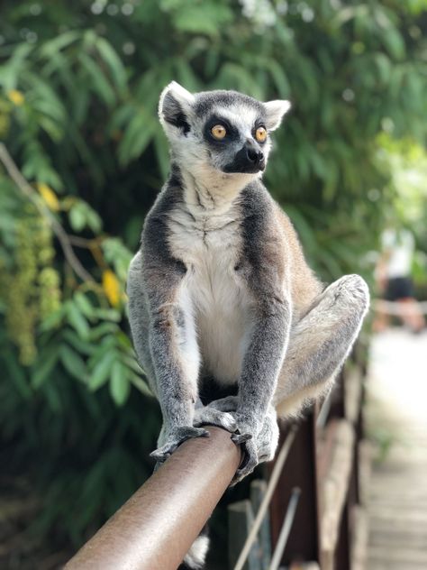 Essential info and tips for visiting Madagascar. Madagascar Animals, Madagascar Travel, Zoo Keeper, Animal Illustration Art, Natural Swimming Pool, Close Encounters, G Adventures, Small Island, Relax Time