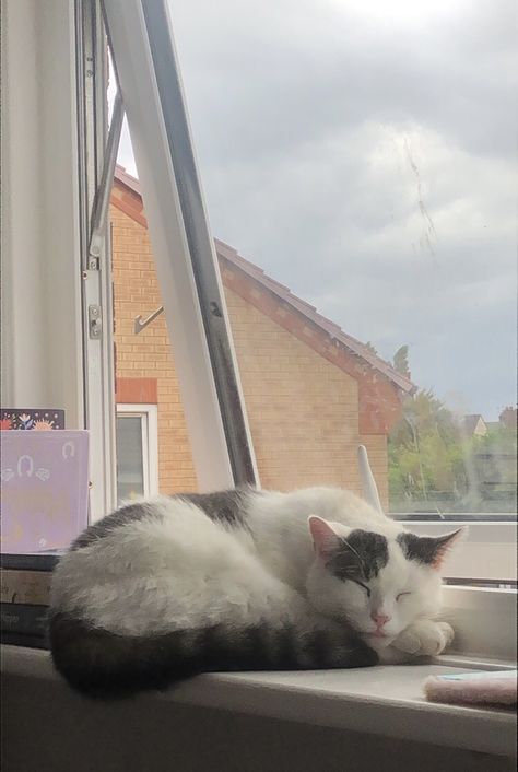 Cat Sitting In Window Drawing, Cat On Windowsill, Cat Looking Out Window, Cat On Windowsill Painting, Cat Sleeping On Windowsill, Sleeping Cats, Window Seal, Pet Photography, Cat Photography