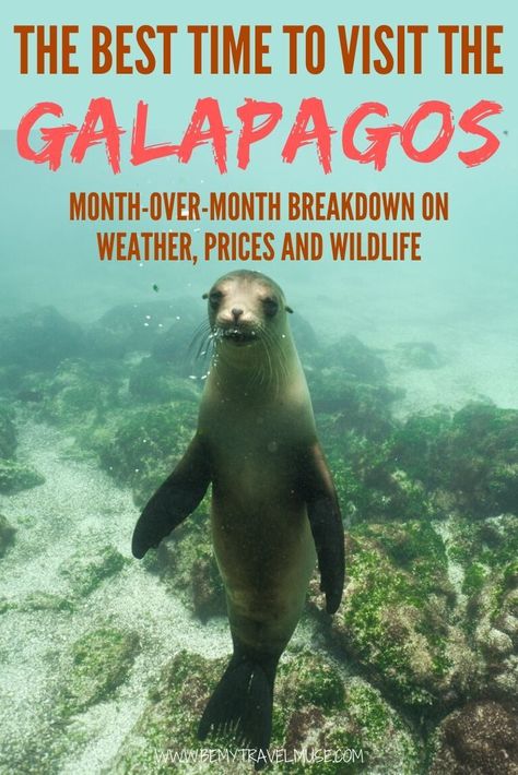 When is the best time to visit the Galapagos islands? Here's a complete month-over-month breakdown with information on the weather and precipitation, prices and booking, as well as wildlife availability to help you make a decision. #Galapagos Galapagos Islands Travel, Travel Wishes, Ecuador Travel, Wildlife Travel, Galapagos Islands, Travel South, South America Travel, My Travel, Island Travel