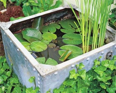 container pond Garden Water Features, Container Water Gardens, Garden Pond Design, Garden Water Feature, Small Water Features, Garden Storage Shed, Pond Design, Garden Water, Water Features In The Garden