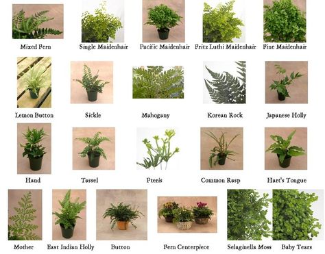 Types of Ferns Fern Types, Types Of Fern Plants, Indoor Fern Plants, Flower Education, Garden Ferns, Fern Gully, Indoor Ferns, Types Of Ferns, Autumn Fern