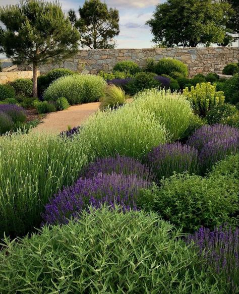 French Courtyard, Citrus Garden, Tuscan Garden, Landscape Design Drawings, Side Yard Landscaping, Front Garden Design, Hillside Landscaping, Mediterranean Landscaping, Lavender Garden