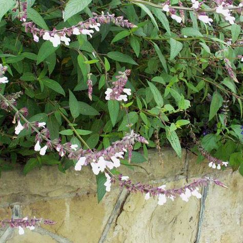 Salvia 'Waverly' Salvia Waverly, Clay Garden, Garden Ideas, Plants