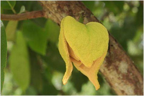 Soursop Fruit, Tree Care, Growing Fruit, Backyard Garden Design, Plant Care, Backyard Garden, Vitamin C, Health Benefits, Planting