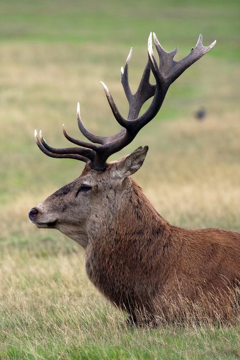 Red deer stag - profile 2059 Photography Animals Wildlife, Deer Profile, Red Deer Stag, Deer Photography, Deer Photos, Stag Deer, Richmond Park, Deer Family, Elk Hunting