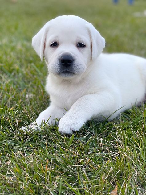 AKC English White Labrador puppies now available. Top pedigree, health tested, hip/elbow certified parents. Calm temperaments. Raised for loyal family companions, service, therapy or show. Small hobby breeder with only 1 to 2 litters per year. Puppies available now. Please check out our website for more information. Raised in home. Boys and girls available. Puppies come with 2 year health guarantee and limited AKC registration. English White Labrador, Labrador White, White Labrador Puppy, English Lab Puppies, White Lab Puppies, Golden Labrador Puppies, English Labrador, Yellow Lab Puppies, White Labrador