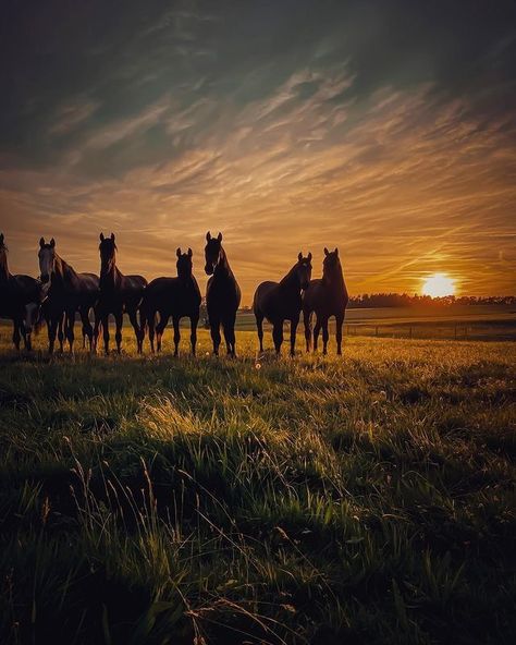 Spring Sky, Rodeo Time, Cutee Animals, Horse Wallpaper, Glass Chopping Board, Horse Quotes, Ranch Life, Sunset Wallpaper, Backgrounds Phone Wallpapers