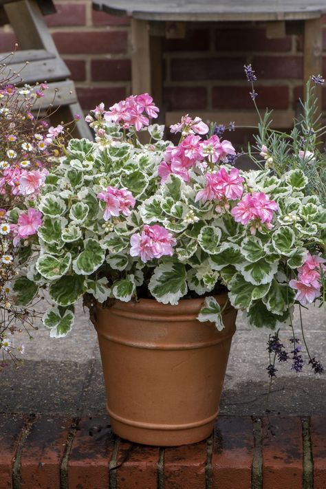 Geraniumcountryliving Overwinter Geraniums, Old School Rose, Container Gardening Ideas, Hydrangea Varieties, Potted Geraniums, Geranium Plant, Pink Geranium, Hydrangea Bloom, Missouri Botanical Garden