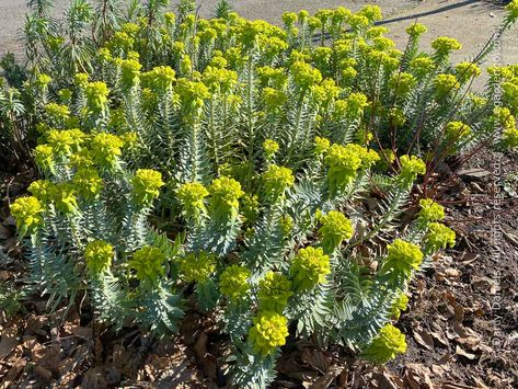 Euphorbia rigida Euphorbia Rigida, Euphorbia Trigona, Pacific Northwest Garden, Northwest Garden, Deer Resistant Perennials, Arizona Landscape, Mediterranean Plants, Scrapbook Flowers, Gravel Garden