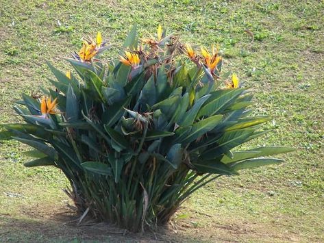 Ave del paraíso: guía de cuidados para que florezca en su jardín Strelitzia Plant, Strelitzia Reginae, Bird Of Paradise Plant, Birds Of Paradise Flower, Australian Plants, Orange Bird, Kew Gardens, Tropical Landscaping, Landscaping Plants