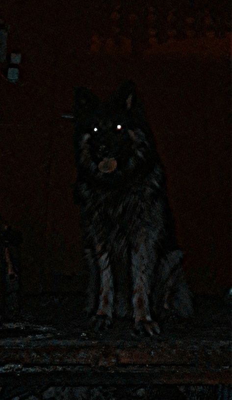 German Shepherd Aggression, Grunge Dog Aesthetic, Scary Black Dog, Black German Shepherd Scary, Dogs Aesthetic Dark, Dog Aesthetic Dark, Rural Horror, Roadkill Animals, Grunge Animals