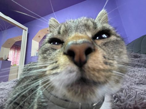 el gato cursed cat pics 0.5 closeup pic cat face funny cat Cat 0.5 Selfie, Close Up Cat Face, Cat Zoom Face, Cat Face Theory, Toe Pic, Cat Weird, Animal Selfies, Cursed Cats, Selfie Cat