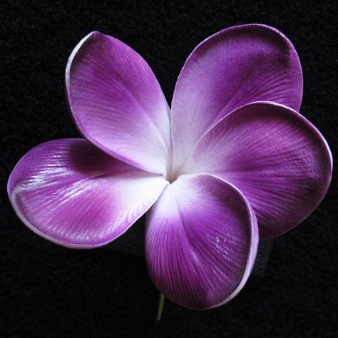 Flores Plumeria, Purple Plumeria, Plumeria Tattoo, Making Plant Pots, Cheap Wedding Flowers, Flower Lei, Flower Pot Design, Plumeria Flowers, Flower Stems